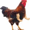 Pet Bird Enrichoice | Enrichoice 3 Pairs Chicken Toys Include Strong Muscle Arms Thumb Up Arms And T-Rex Chicken Arms To Put On Chickens