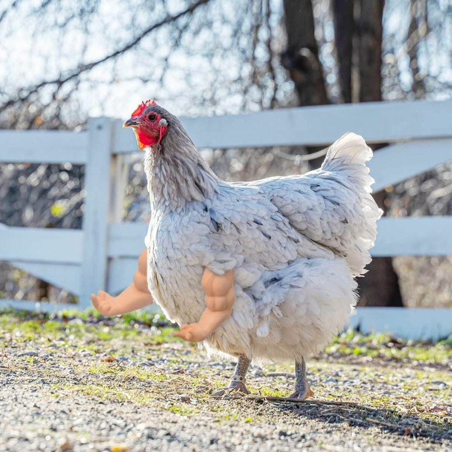 Pet Bird Enrichoice | Enrichoice 3 Pairs Chicken Toys Include Strong Muscle Arms Thumb Up Arms And T-Rex Chicken Arms To Put On Chickens