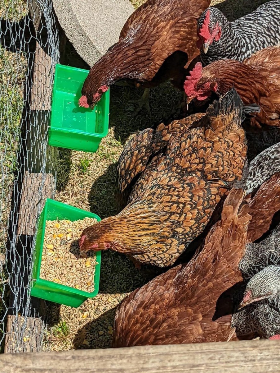 Pet Bird My Favorite Chicken | My Favorite Chicken Hanging Coop Cup For Treats, Supplements, Feed, Water | Green | 800Ml / 27Oz