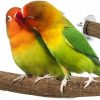 Pet Bird RYPET | Rypet Parrot Bird Natural Wood Stand Perch Swing, U Shape